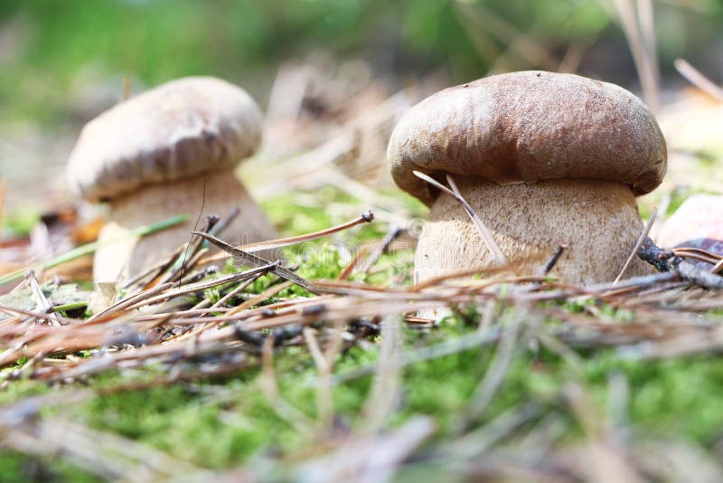 Paires de champignons blancs macro photographie stock libre de droits Paires de champignons blancs macro photographie stock libre de droits