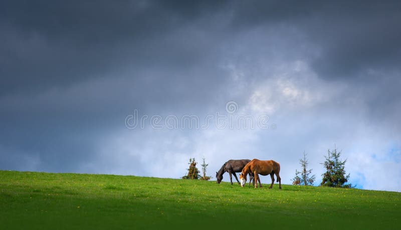 Paires de chevaux frôlant dans les montagnes sur le fond du ciel foncé orageux photos libres de droits Paires de chevaux frôlant dans les montagnes sur le fond du ciel foncé orageux photos libres de droits