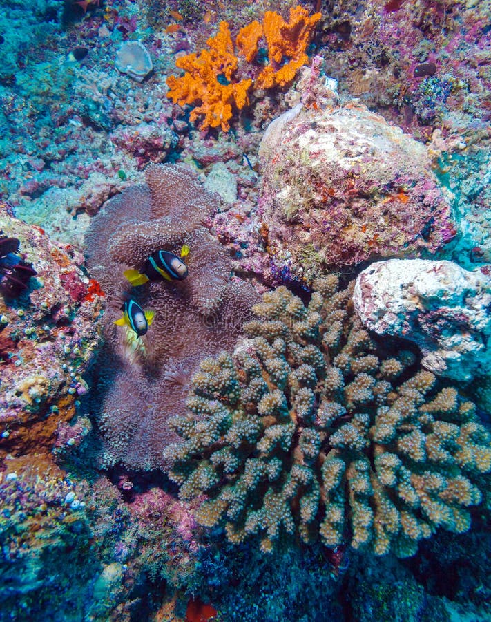 Download Paires De Clown Fishes Près D'anémone Photo stock - Image du fond, exotique: 77157248