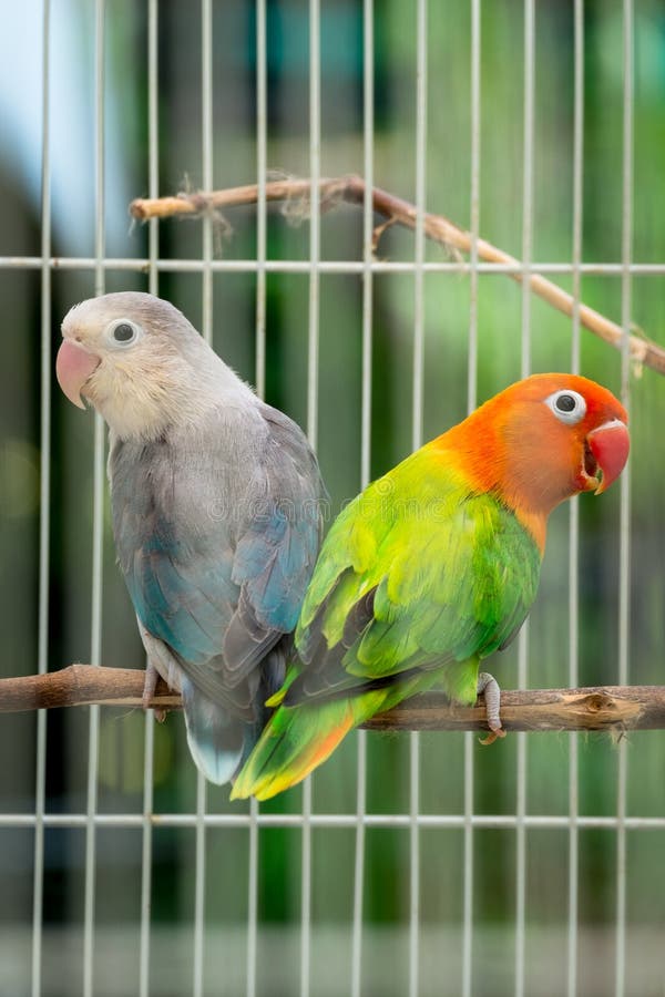 Paires de couples de perruche dans la cage photo libre de droits Paires de couples de perruche dans la cage photo libre de droits