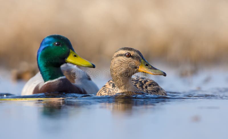 Pair of Male and female mallards in sync swimming with turned heads over some water pond in spring. Pair of Male and female mallards in sync swimming with turned heads over some water pond in spring