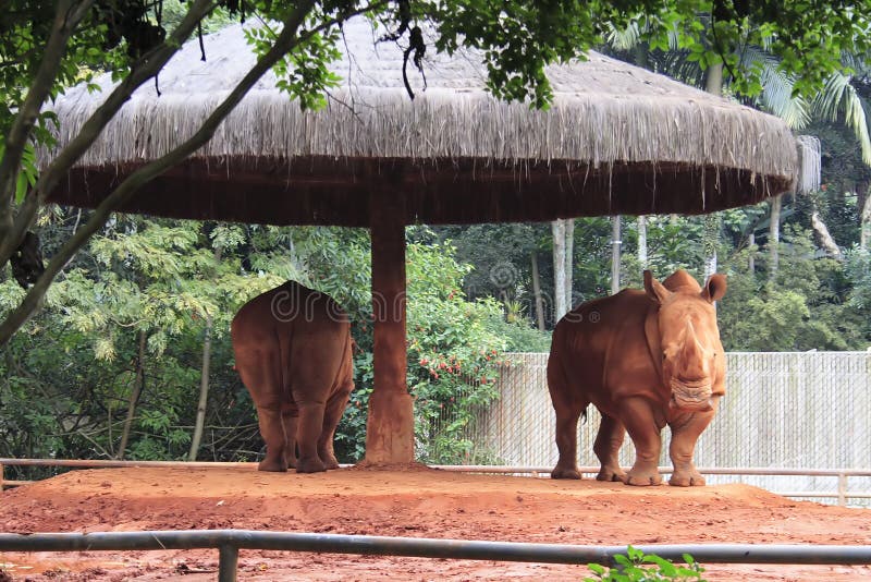 Paires de rhinocéros - zoo de Sao Paulo image stock Paires de rhinocéros - zoo de Sao Paulo image stock