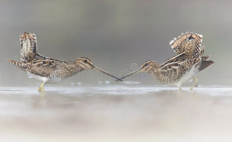 Paires de Snipe commun dans l'amour Paires de Snipe commun dans l'amour