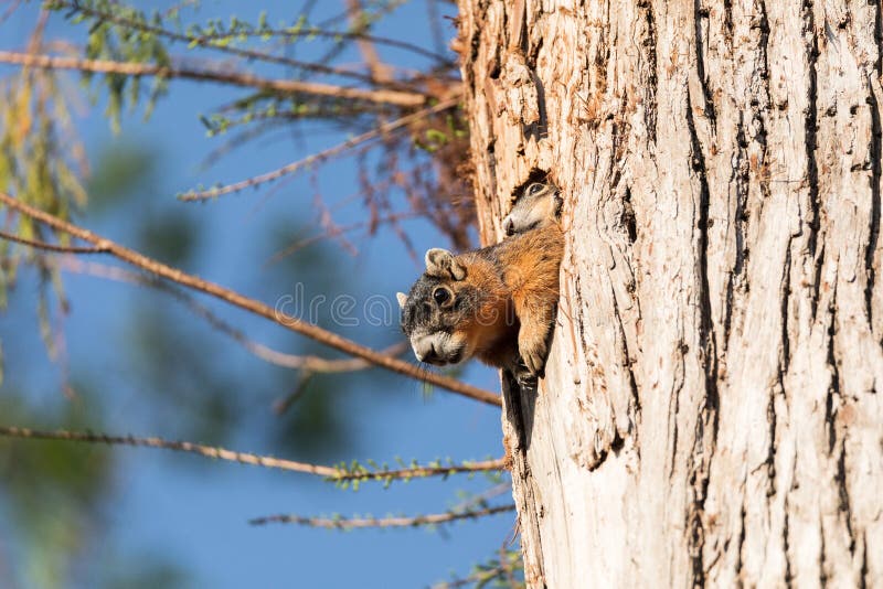 Pairs Du Niger De Sciurus De Kit D Ecureuil De Fox De Bebe Au Dessus Du Dessus De Sa Mere Dans Le Nid Photo Stock Image Du Arbre Renard Pairs Du Niger De Sciurus De Kit D Ecureuil De Fox De Bebe Au Dessus Du Dessus De Sa Mere Dans Le Nid Photo Stock Image Du Arbre Renard