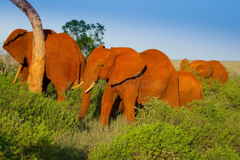 Paisagem africana com elefantes vermelhos foto de stock royalty free Paisagem africana com elefantes vermelhos foto de stock royalty free