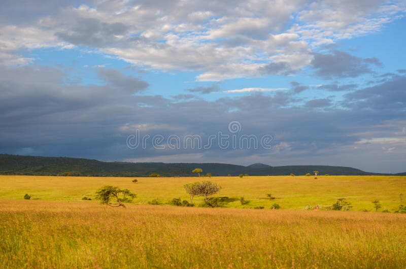 Paisagem africana do savana, Masai Mara, Kenya, África fotografia de stock royalty free Paisagem africana do savana, Masai Mara, Kenya, África fotografia de stock royalty free