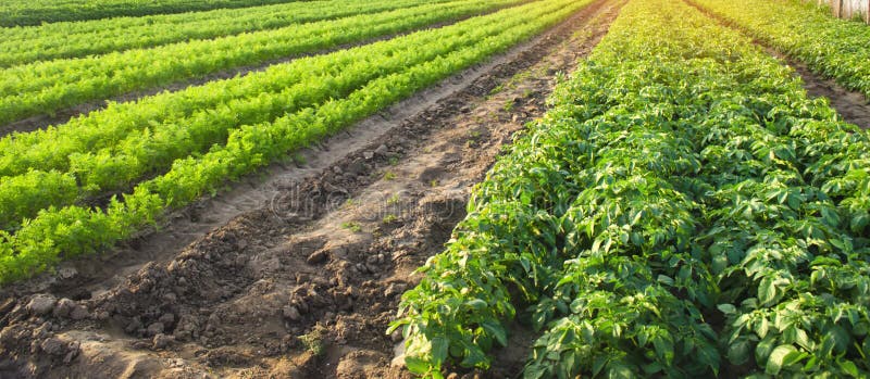Paisagem agr?cola com planta??es vegetais Vegetais org?nicos crescentes no campo Agricultura da explora??o agr?cola Batatas e cen imagem de stock royalty free Paisagem agr?cola com planta??es vegetais Vegetais org?nicos crescentes no campo Agricultura da explora??o agr?cola Batatas e cen imagem de stock royalty free