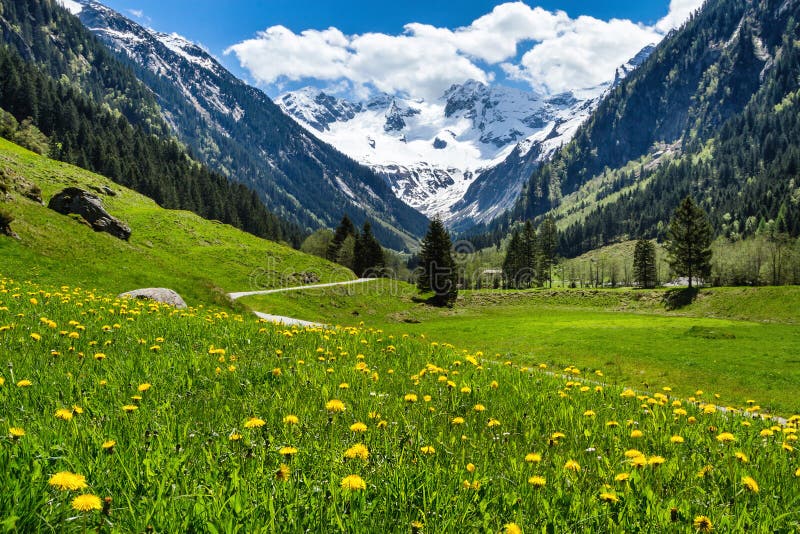 Paisagem alpina surpreendente do verão da mola com as flores verdes dos prados e pico nevado no fundo Áustria, Tirol, vale de Sti