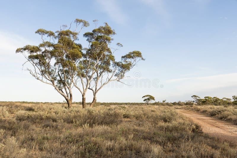 Paisagem australiana de Bush foto de stock Paisagem australiana de Bush foto de stock