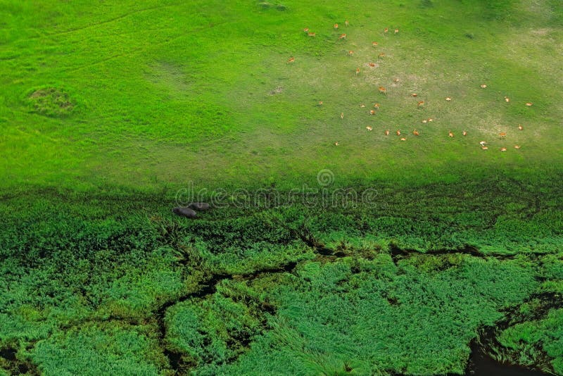 Paisagem aérea no delta de Okavango, Botswana Lagos e rios, vista do avião Vegetação verde em África do Sul Árvores com foto de stock Paisagem aérea no delta de Okavango, Botswana Lagos e rios, vista do avião Vegetação verde em África do Sul Árvores com foto de stock