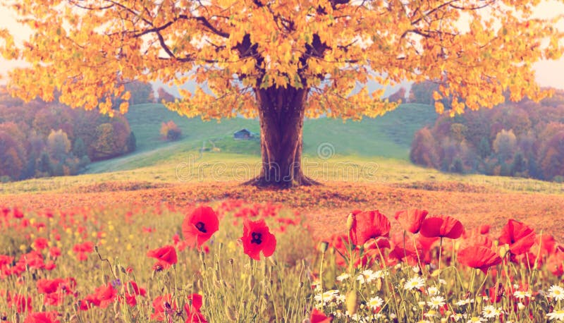 Paisagem bonita com flores da papoila e a única árvore com grito fotografia de stock royalty free