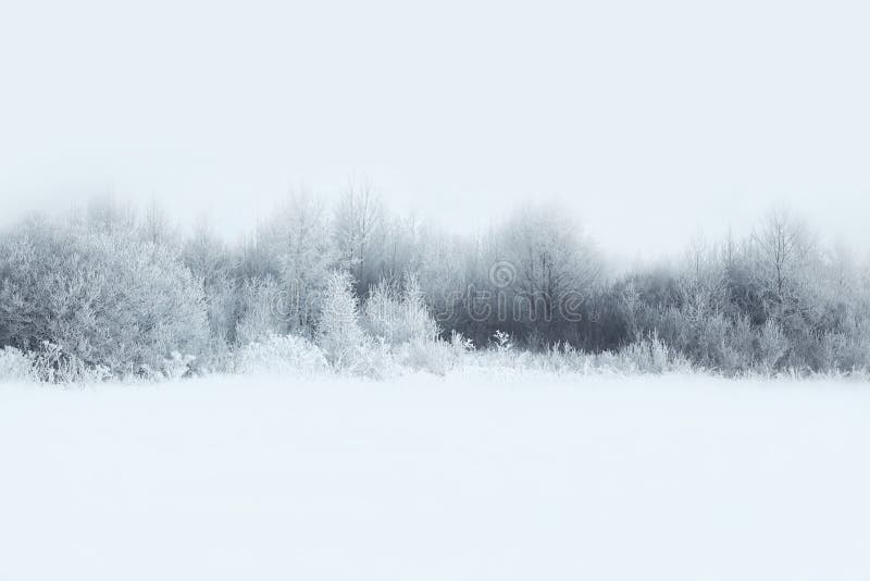 A paisagem bonita da floresta do inverno, árvores cobriu a neve