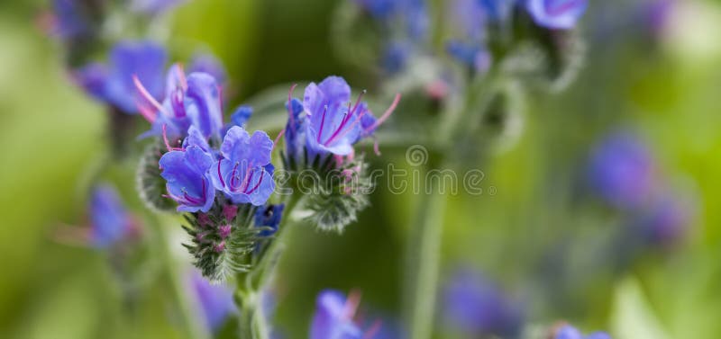 Paisagem bonita das flores selvagens Bugloss do ` s da víbora do vulgare do Echium da planta venenosa e planta de florescência do imagens de stock royalty free Paisagem bonita das flores selvagens Bugloss do ` s da víbora do vulgare do Echium da planta venenosa e planta de florescência do imagens de stock royalty free