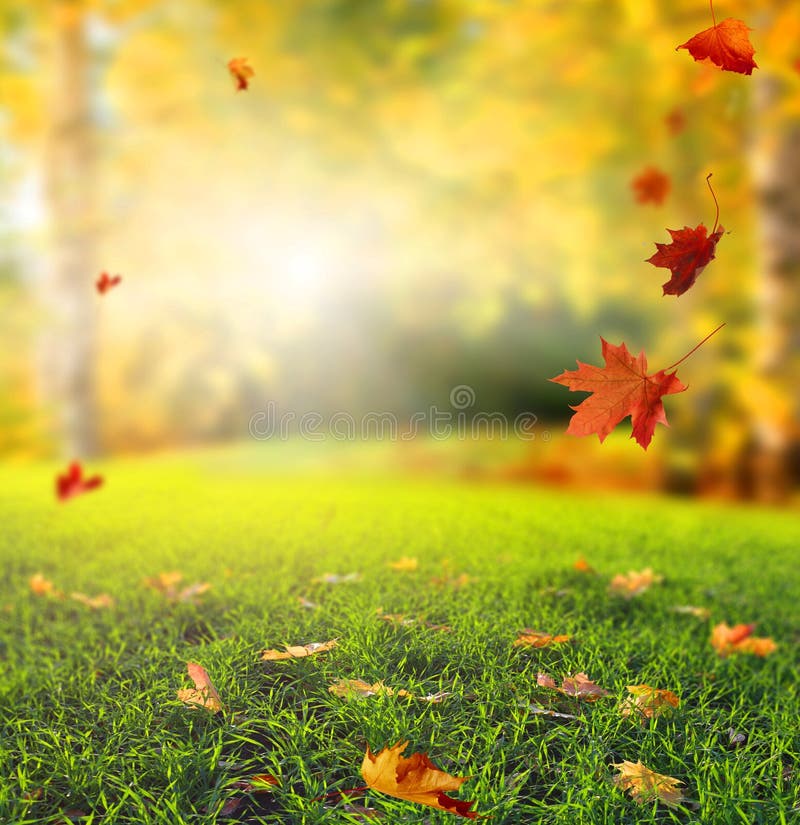 Paisagem bonita do outono com árvores amarelas, grama verde e sol