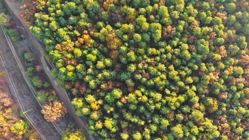 Paisagem com outono em altura árvores com folhas coloridas e amarelas.