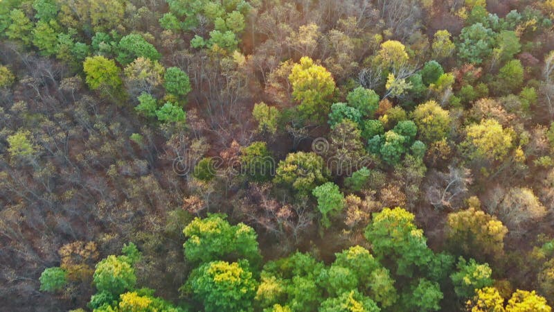 Paisagem com outono, árvores de altura com folhas coloridas e amarelas