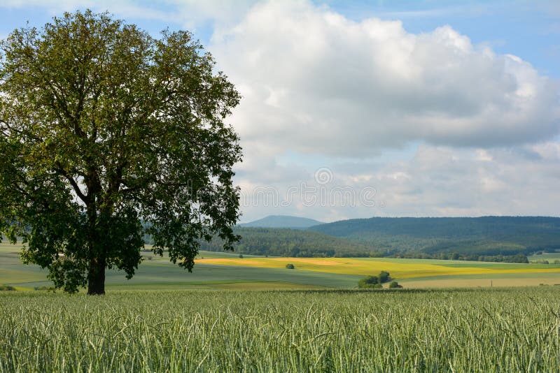 Paisagem com árvore em um campo de grãos fotos de stock royalty free