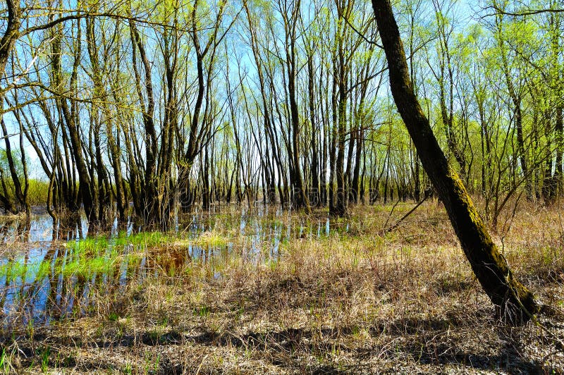 Paisagem da floresta da mola - as árvores de floresta ribeirinho inundaram com a água do rio de transbordamento no tempo ensolara fotos de stock Paisagem da floresta da mola - as árvores de floresta ribeirinho inundaram com a água do rio de transbordamento no tempo ensolara fotos de stock