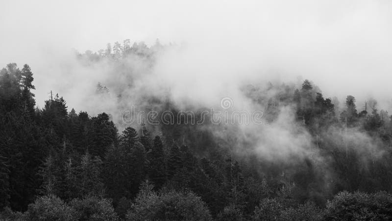 A black and white image of a redwood forest. Northern California, USA, trees, woods, park, national, nature, tall, sequoia, looking, up, green, redwoods, plant, landscape, outdoor, light, horizontal, sunlight, hiking, huge, life, beautiful, forestry, tourist, background, beauty, giant, sky, old, natural, branch, arcata, humboldt, sorrel, giants, clouds, fog, foggy, cloudy, canopy, treetops. A black and white image of a redwood forest. Northern California, USA, trees, woods, park, national, nature, tall, sequoia, looking, up, green, redwoods, plant, landscape, outdoor, light, horizontal, sunlight, hiking, huge, life, beautiful, forestry, tourist, background, beauty, giant, sky, old, natural, branch, arcata, humboldt, sorrel, giants, clouds, fog, foggy, cloudy, canopy, treetops
