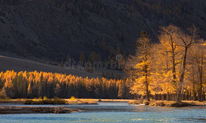 A paisagem da montanha do outono com árvores ensolarados e um azul frio rive imagem de stock royalty free A paisagem da montanha do outono com árvores ensolarados e um azul frio rive imagem de stock royalty free