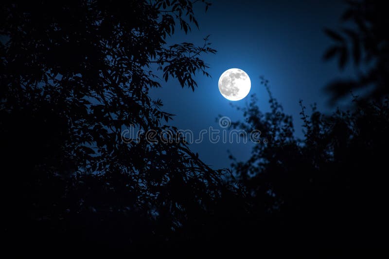 Paisagem da noite do céu e da lua super com luar brilhante atrás da silhueta do ramo de árvore Fundo da natureza da serenidade ou