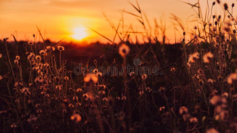 Fotografia de stock.