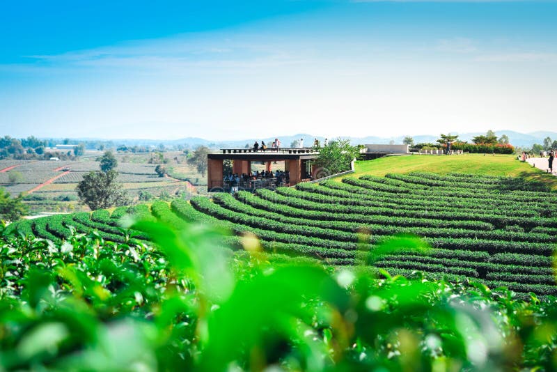Paisagem da plantação de chá com folha de chá e lugar do curso em Choui fotografia de stock Paisagem da plantação de chá com folha de chá e lugar do curso em Choui fotografia de stock