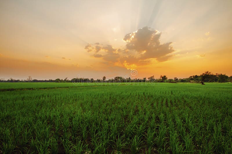 Paisagem da terra na manhã no campo foto de stock Paisagem da terra na manhã no campo foto de stock