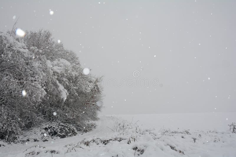 Paisagem de inverno com árvore e muita neve ao nevar imagem de stock royalty free