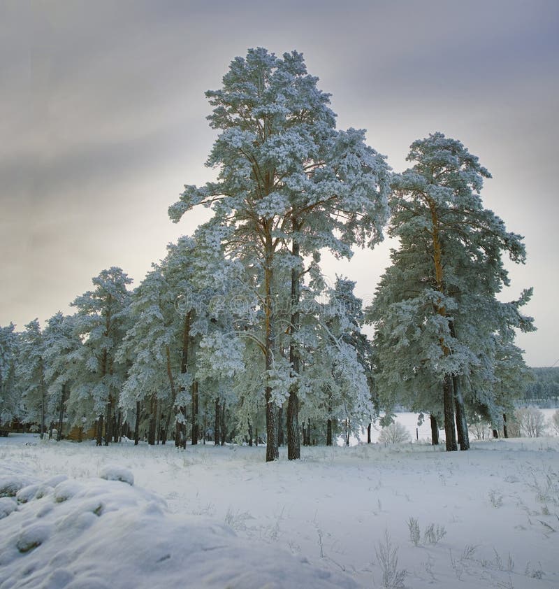 Paisagem de Ano Novo em bosques nevados imagem de stock royalty free