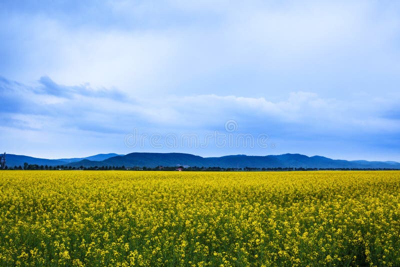 Paisagem do campo do Canola fotos de stock royalty free Paisagem do campo do Canola fotos de stock royalty free