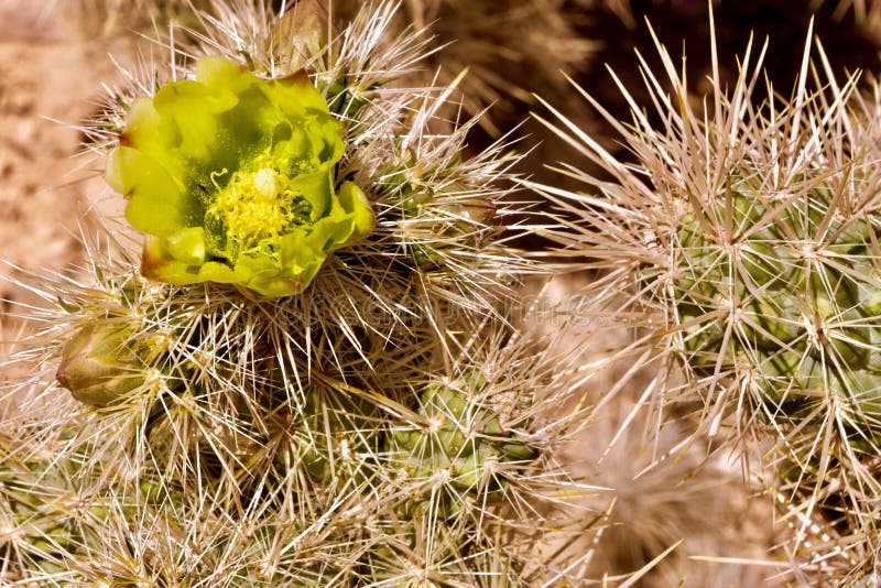 Close up of springtime desert flora in bloom in Red Rock Conservation Area, outside of Las Vegas, Nevada. Close up of springtime desert flora in bloom in Red Rock Conservation Area, outside of Las Vegas, Nevada