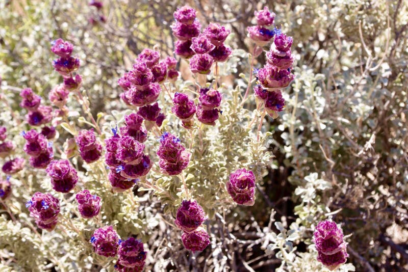 Close up of springtime desert flora in bloom in Red Rock Conservation Area, outside of Las Vegas, Nevada. Close up of springtime desert flora in bloom in Red Rock Conservation Area, outside of Las Vegas, Nevada