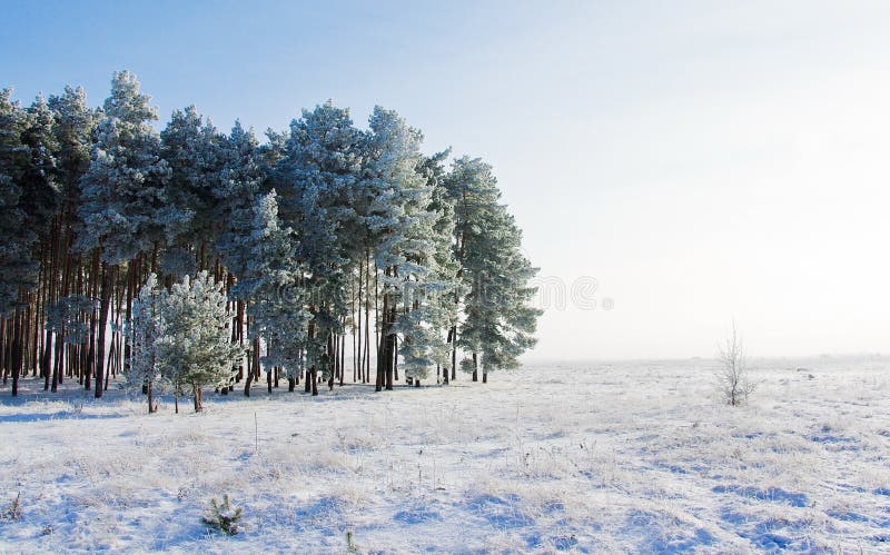 Paisagem de inverno fotografia de stock royalty free