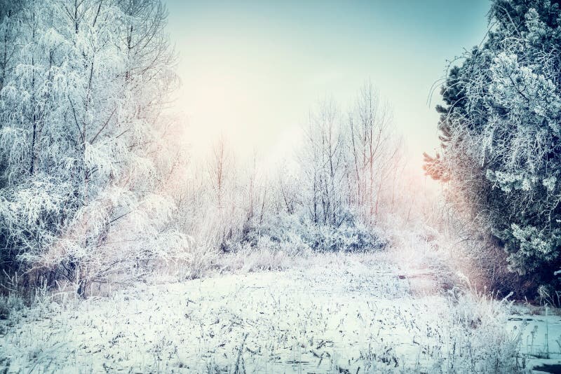 Paisagem do inverno com neve, campo, árvores e gramas congeladas imagem de stock Paisagem do inverno com neve, campo, árvores e gramas congeladas imagem de stock