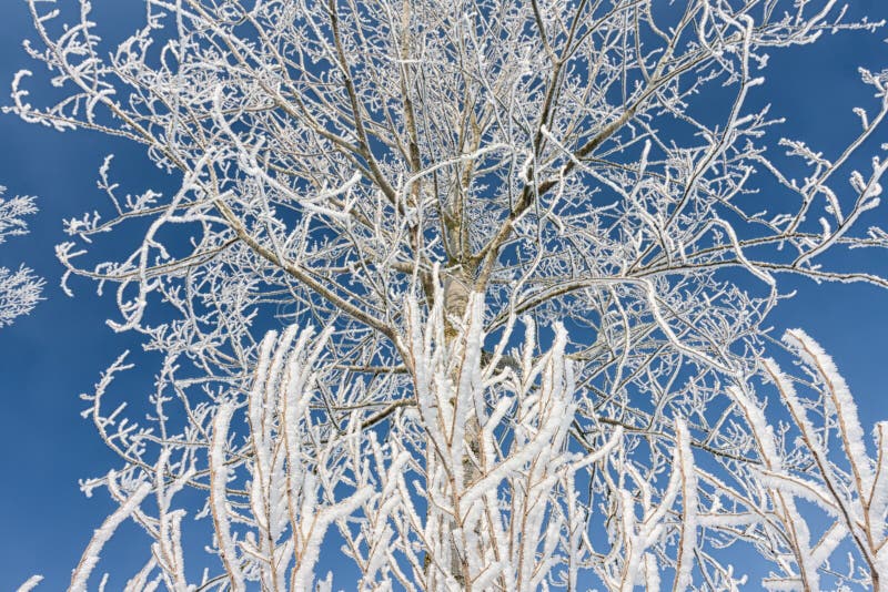 Paisagem do inverno com a árvore coberta com a geada e o céu azul fotos de stock Paisagem do inverno com a árvore coberta com a geada e o céu azul fotos de stock