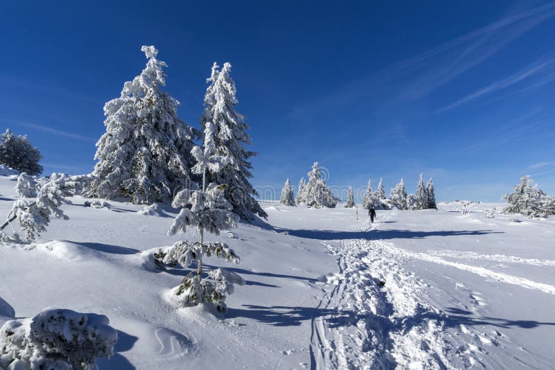 Paisagem do inverno da área de Platoto do platô na montanha de Vitosha, Sofia City Region, Bulgária fotos de stock Paisagem do inverno da área de Platoto do platô na montanha de Vitosha, Sofia City Region, Bulgária fotos de stock