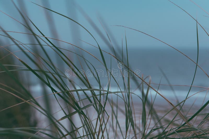 Paisagem do mar, dunas, Ameland Holanda de wadden, ilha os Países Baixos fotografia de stock Paisagem do mar, dunas, Ameland Holanda de wadden, ilha os Países Baixos fotografia de stock