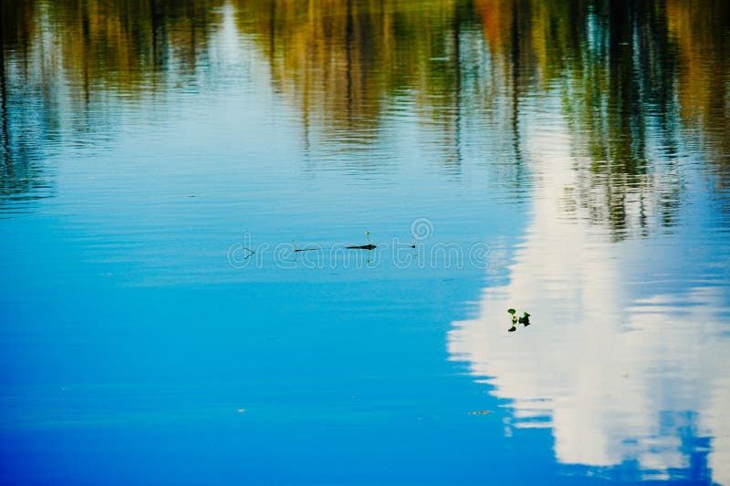 A paisagem do rio hillsborough e do parque de alface em tampa fotografia de stock