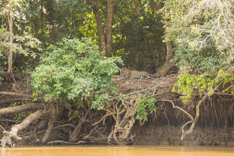 Paisagem do Riverbank da selva com preparação de Jaguar imagens de stock Paisagem do Riverbank da selva com preparação de Jaguar imagens de stock