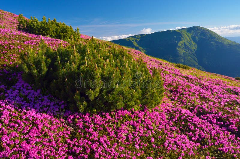 Paisagem do verão com flores imagens de stock Paisagem do verão com flores imagens de stock