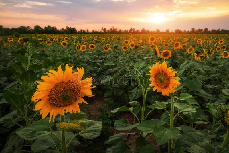 Paisagem do verão: por do sol sobre o campo dos girassóis fotos de stock Paisagem do verão: por do sol sobre o campo dos girassóis fotos de stock