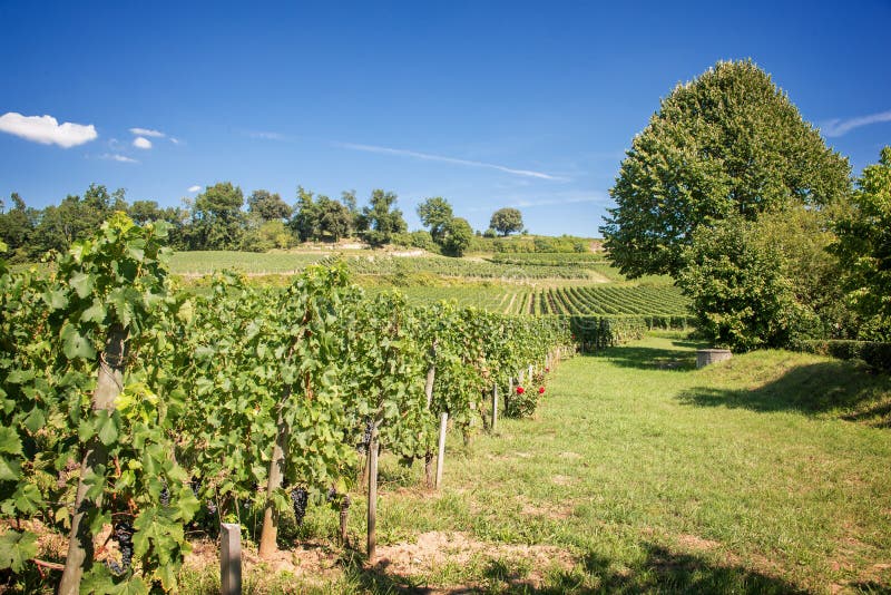 Paisagem do vinhedo de Saint Emilion, Bordéus imagens de stock Paisagem do vinhedo de Saint Emilion, Bordéus imagens de stock