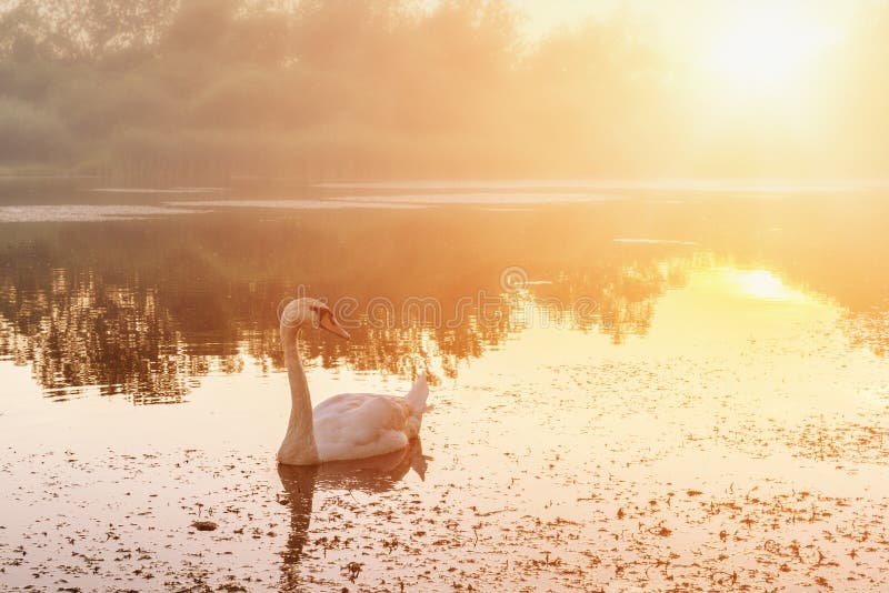Paisagem dourada do por do sol com a cisne branca bonita em um lago, fundo da natureza fotografia de stock royalty free Paisagem dourada do por do sol com a cisne branca bonita em um lago, fundo da natureza fotografia de stock royalty free