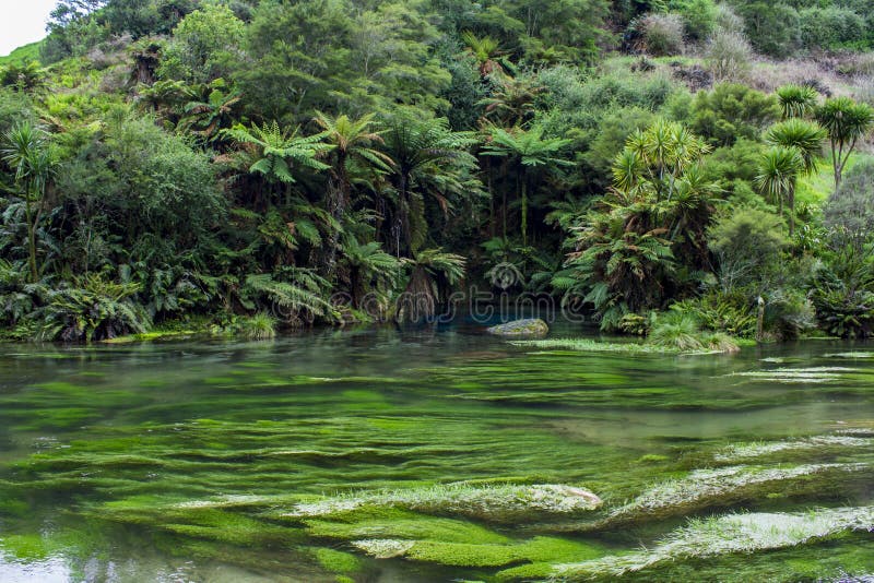 A paisagem encantado com waterand claro puro e uma associação azul mágica surronded por árvores de floresta fotos de stock A paisagem encantado com waterand claro puro e uma associação azul mágica surronded por árvores de floresta fotos de stock