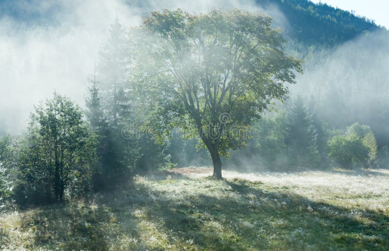 Morning foggy autumn mountain landscape with poplar seed tufts on grass . Morning foggy autumn mountain landscape with poplar seed tufts on grass .