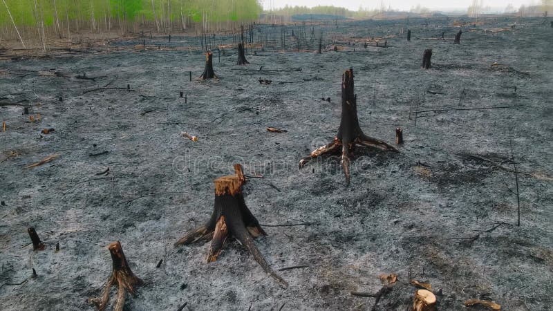 Paisagem florestal queimada com tocos de árvores e cinzas ilustração do vetor