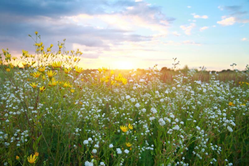 Paisagem natural, wildflowers foto de stock