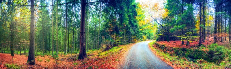 Paisagem panorâmico do outono com estrada de floresta Backgro da natureza da queda