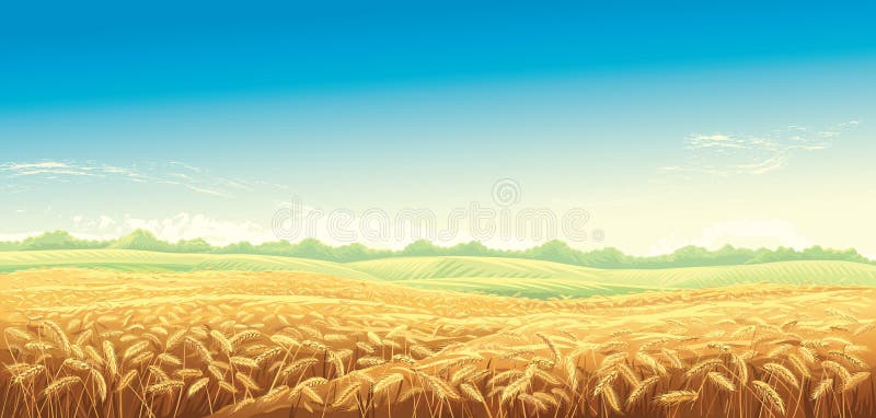 Paisagem rural com campos de trigo ilustração royalty free